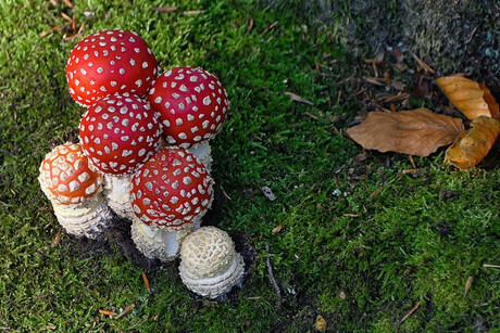 De 6 van Clingendael