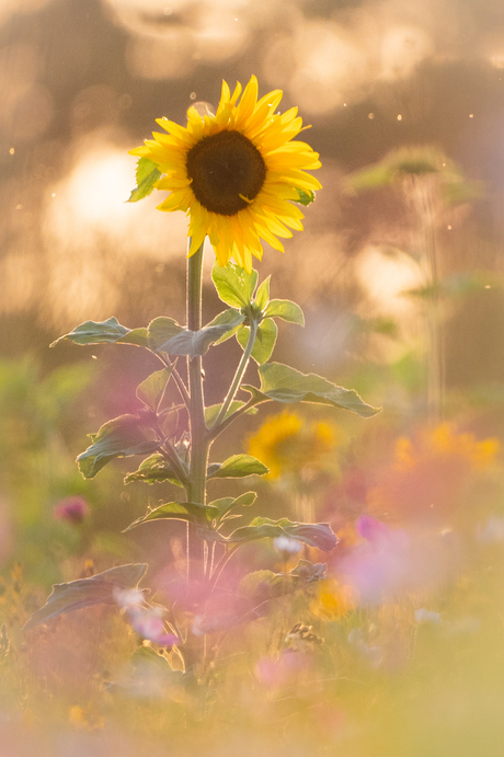 Zomerse taferelen