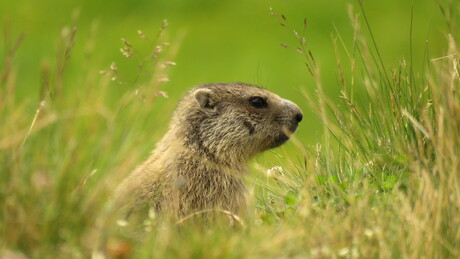 Alpenmarmot