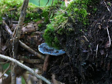 En dan zie je iets van blauw in het bos.