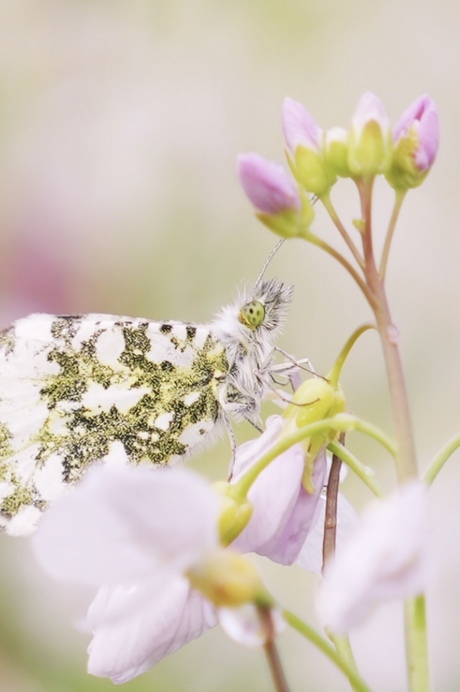 Oranjetipje op pinksterbloem 