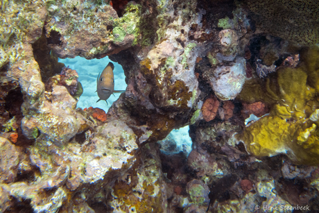 Dramatische gesteldheid koraal