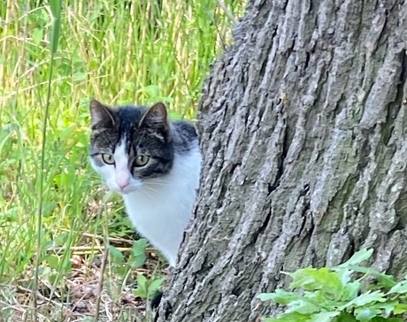 De kat achter de boom kijken. 