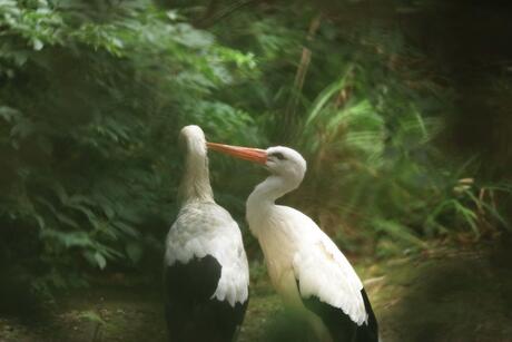 Wandeling in Artis