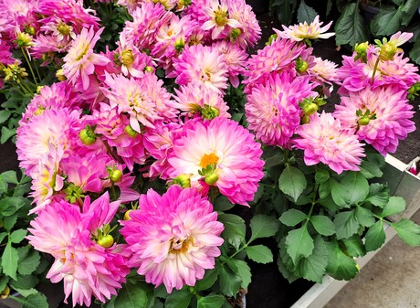 20240619  140239  PINK RIBBON  nr18   Pink Dahlia   19 juni 2024  