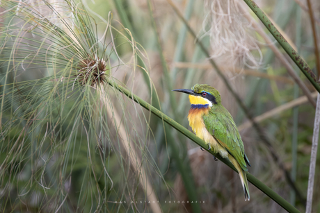 Blauwborst bijeneter