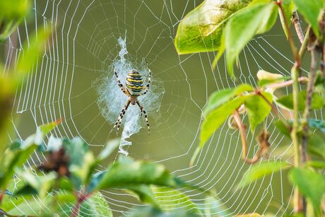 Wespspin in zijn web met druppels