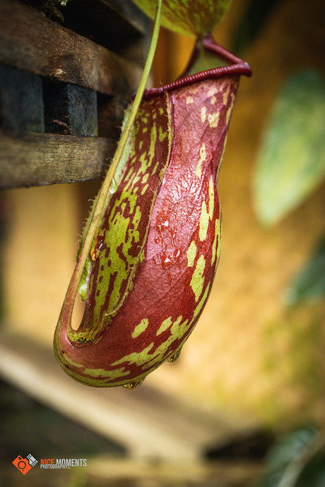 Tropische bekerplant (Nepenthes ×hookeriana)