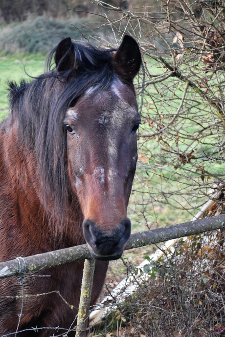 Paard