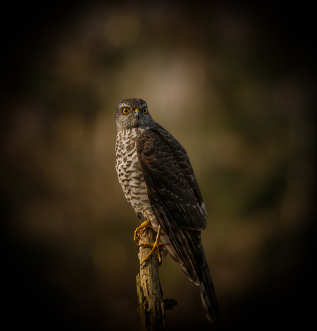 op zoek naar...............