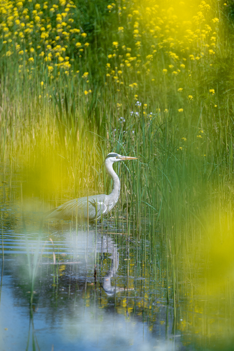 Blauwe reiger