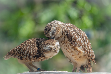 Duo