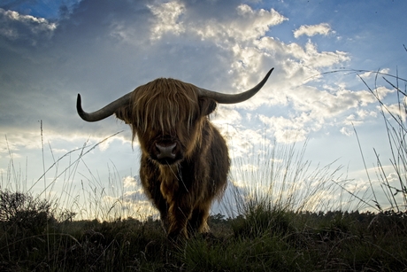 Zomeravond met Schotse Hooglander