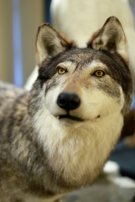 (opgezette) Wolf