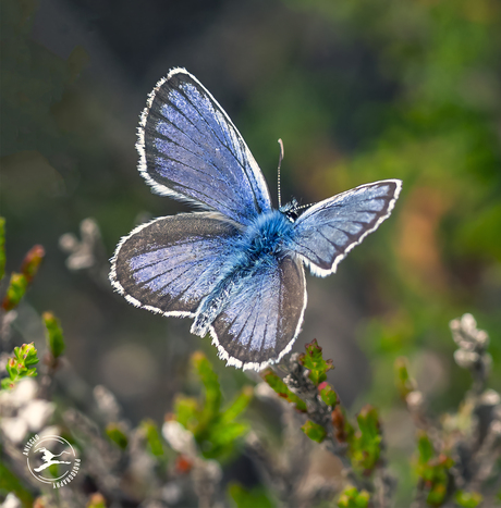 Heideblauwtje