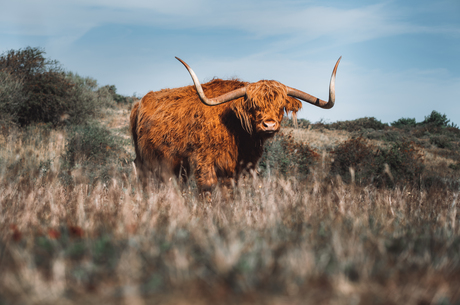 Schotse hooglander