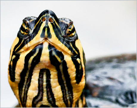 hij wou me kussen.............................