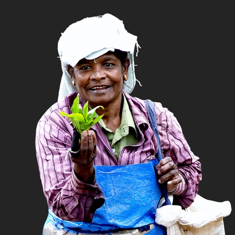 Straat portret: Thee plukster-omgeving Kandy Sri Lanka