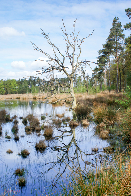 Lunsveen, Borger, Nederland