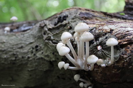 Paddenstoelen met een glimlach