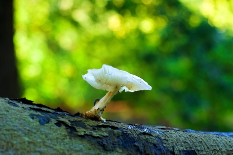 Porceleinzwam met Pissebed