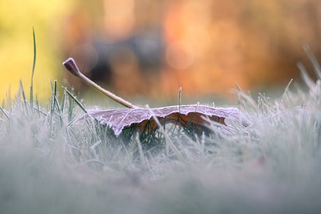 blad in de rijp