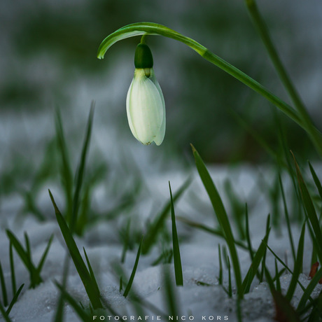 sneeuwklokje in de sneeuw