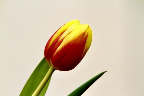 Tulp