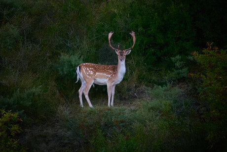 Damhert in Avond Licht