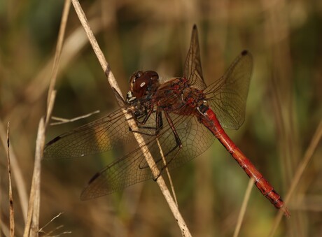 Steenrode Heidelibel met prooi!
