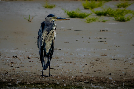 Blauwe Reiger