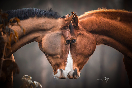 Paarden liefde