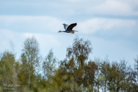 Purperreiger 