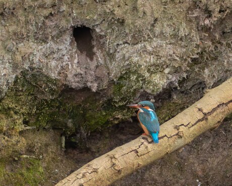 IJsvogel.