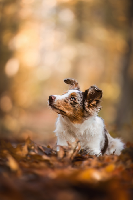 Laying in a autumn storm