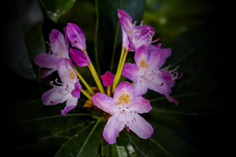 Rododendron 1