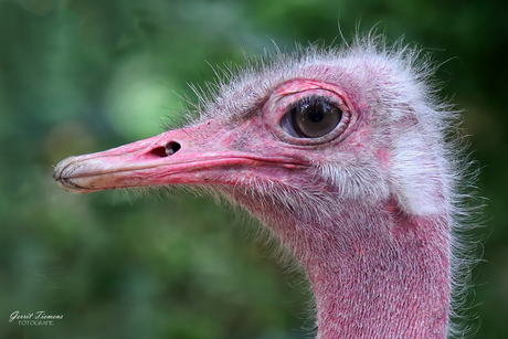 even voorstellen, de Struisvogel
