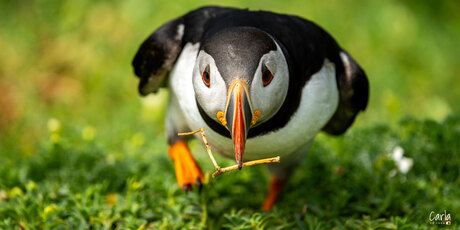 Puffin - Papegaaiduiker