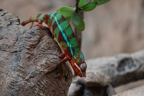 Kameleon