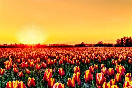 Oranje boven