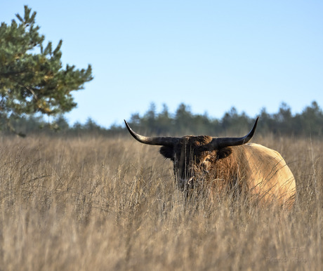 Schotse hoge graslander