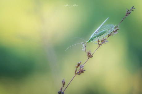 Groene gaasvlieg