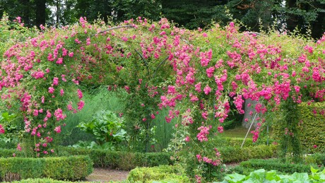Bloeiende rozen