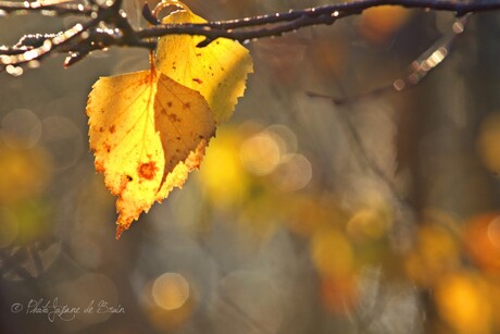 Gouden kleuren van de herfstbladen 