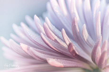 Chrysant in de ochtend