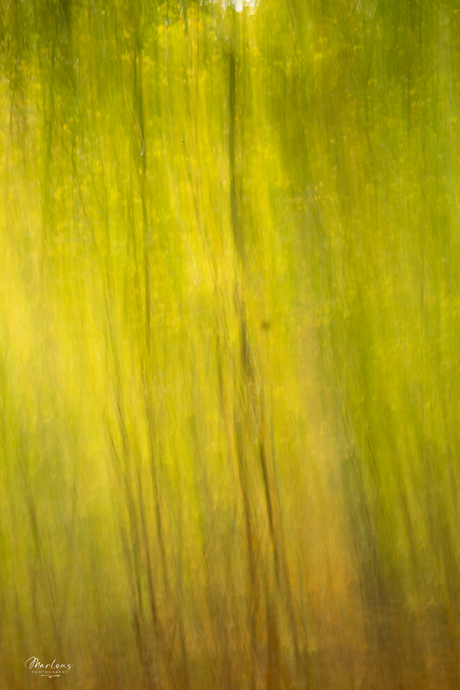 ICM forest