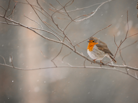 Roodborstje in de sneeuw