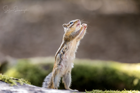 Please, give it to me! 🥜