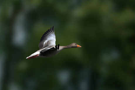 Een doodgewone gans.