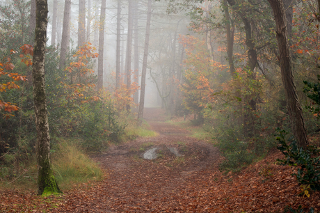 Herfst bos 